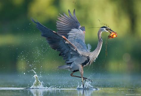 25 Most Beautiful Bird Photography examples and Tips for photographers