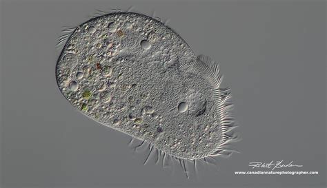 Ciliates Under Microscope