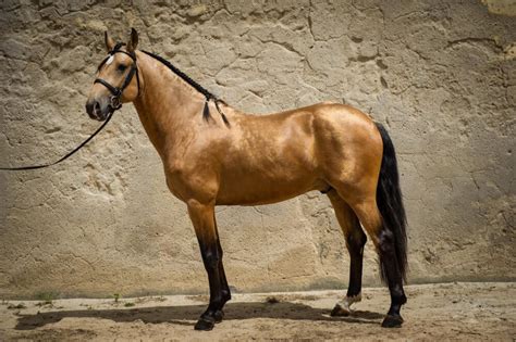 13 Interesting Facts About The Lusitano Horse [That You May Not Know]