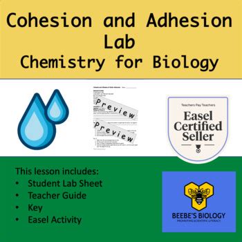 Lab: Cohesion and Adhesion of Water by Beebe's Biology | TPT