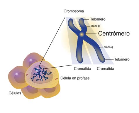 Centrómero | NHGRI | Evaluacion diagnostica preescolar, Mitosis y meiosis, Cromosomas