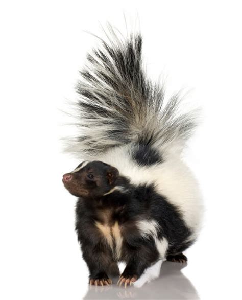 Skunk Removal Services | All City Animal Trapping