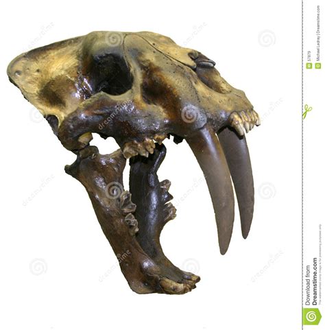 Saber Tooth Tiger Skull Royalty Free Stock Images - Image: 57879