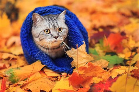 Autumn Cat Wallpapers - Top Free Autumn Cat Backgrounds - WallpaperAccess