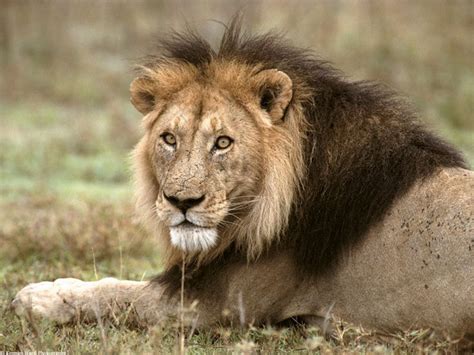 Lion mane linked to climate - Field Museum