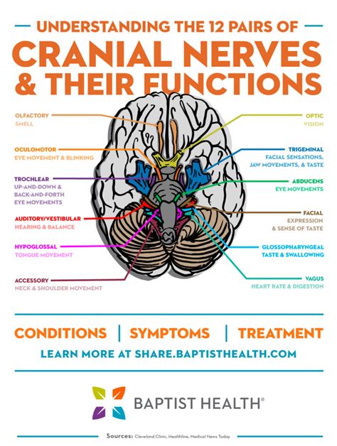 Brain Cranial Nerves Large Poster | lupon.gov.ph