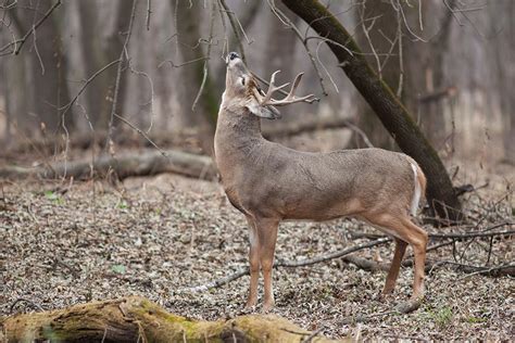 White-tailed Deer - Odocoileus virginianus - NatureWorks