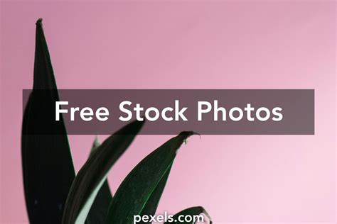 Pineapple Crown Photos, Download The BEST Free Pineapple Crown Stock Photos & HD Images