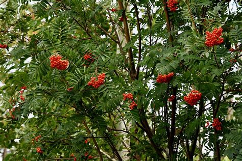 Mountain Ash Tree Berries Photograph by Hella Buchheim - Pixels