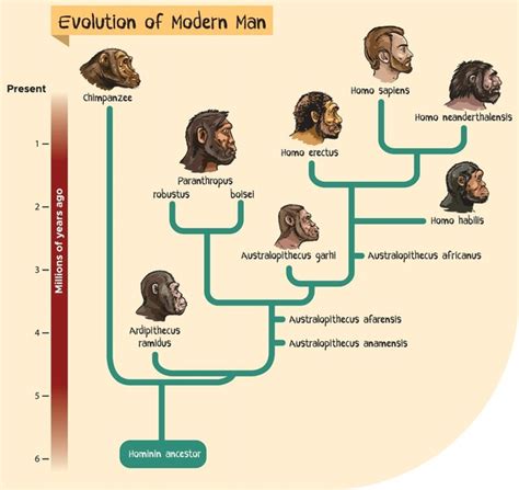 2 Animal Cladogram Stock Vectors and Vector Art | Shutterstock