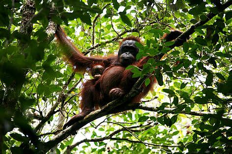 Borneo wildlife | WWF