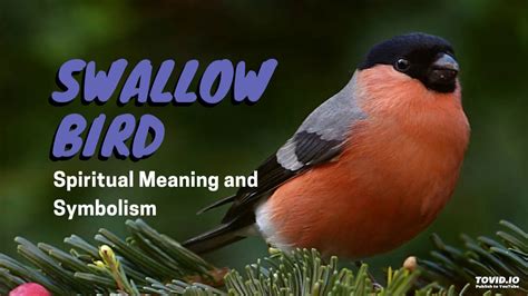 Swallow Bird – Spiritual Meaning and Symbolism - YouTube