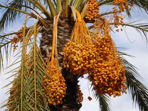 Date Palm Dates Phoenix · Free photo on Pixabay