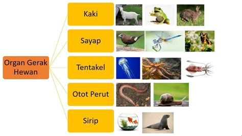 Sistem Gerak Pada Hewan Contoh Dan Penjelasan Lengkap Sindunesia - IMAGESEE