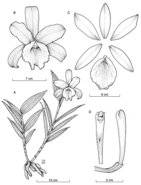 Cattleya Flower Coloring Page Coloring Pages