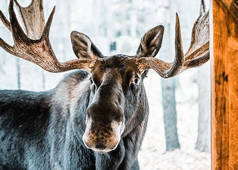 Wildlife: Maine Wildlife Park: Maine Dept of Inland Fisheries and Wildlife