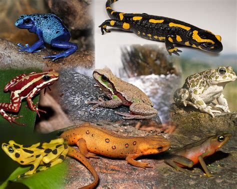 What are Amphibians? The Species of the World in Images