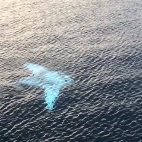 🔥 Rare Albino Manta Ray 🔥 : r/NatureIsFuckingLit