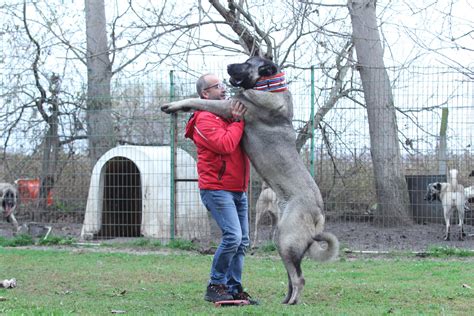 How Much Do Kangal Dogs Cost