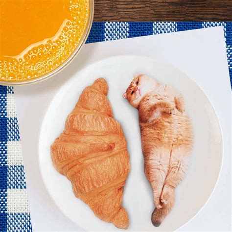 Cat Croissant Greeting Card - Unique Gifts - Ohh Deer — Perpetual Kid