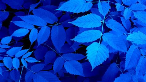 Blue leaves photography HD wallpaper | Wallpaper Flare