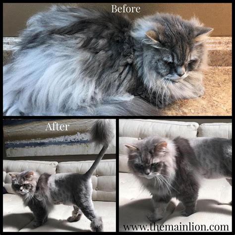 The Main Lion Cat Grooming Salon - CAT GROOMING PHOTOS Before and After