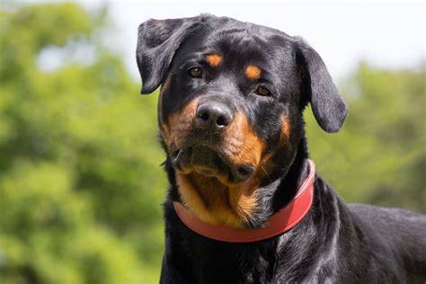 Rottweiler | Description, Temperament, Images, & Facts | Britannica