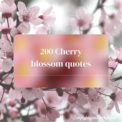 200 Beautiful Cherry Blossom Quotes: Sakura quotes - SimplyBeyondHerbs