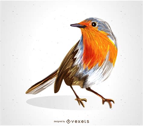 Redbreast Robin Bird Drawing Vector Download