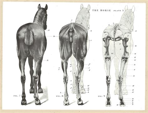 Horse Head Anatomy