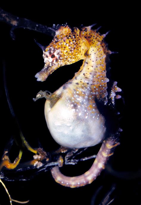 Male seahorse and human pregnancies remarkably alike