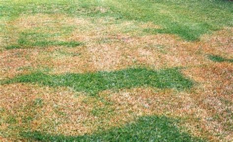 Brown Patch Fungus: College Station/Bryan Brown Patch Treatment & Prevention - Aggieland Green