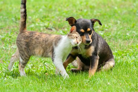 Friendship with Cat and Dog, playing together, living in same community ...