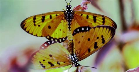 How Do Butterflies Reproduce? - A-Z Animals