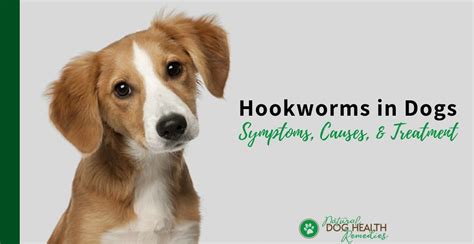 Eliminate Hookworms in Dogs | Symptoms and Treatment