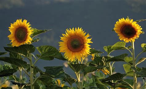 Sunflower field view 12689209 Stock Photo at Vecteezy