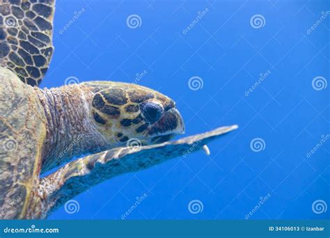 A Sea Turtle Portrait Stock Photos - Image: 34106013