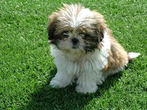 Small Dog Breeds With Long Hair That Don’t Shed – Best Large Breed Puppy Food