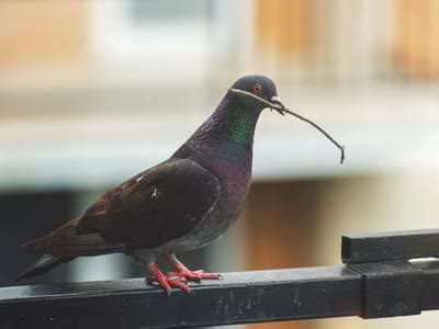 Pigeon Nesting Habits and Behavior: An In-depth Look | Birdfact