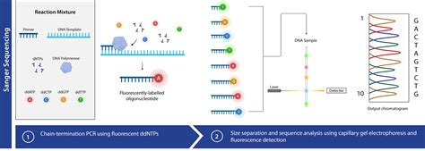 Sanger Sequencing | AAT Bioquest