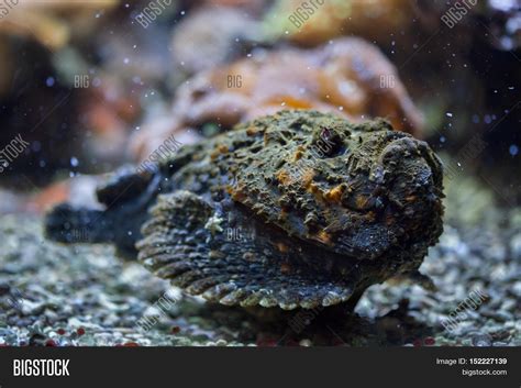 Reef Stonefish ( Image & Photo (Free Trial) | Bigstock