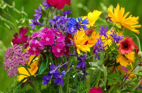 Image result for summer wildflowers Flower Jigsaw Puzzles, Free Online Jigsaw Puzzles, Flowers ...