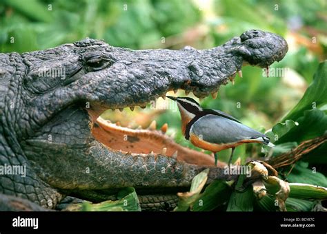 Plover bird crocodile teeth hi-res stock photography and images - Alamy