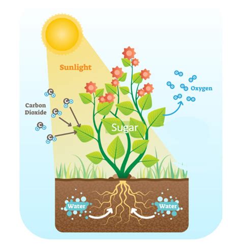 Photosynthesis - Definition, Importance, Diagram and Factors Affecting It