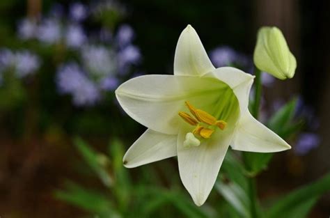 Easter Lily Care Tips | Planting Easter Lilies | Petal Talk