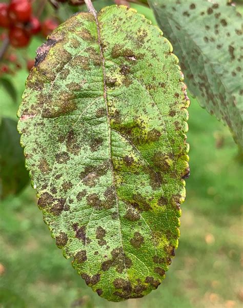 Landscape: Apple Scab | Center for Agriculture, Food, and the Environment at UMass Amherst