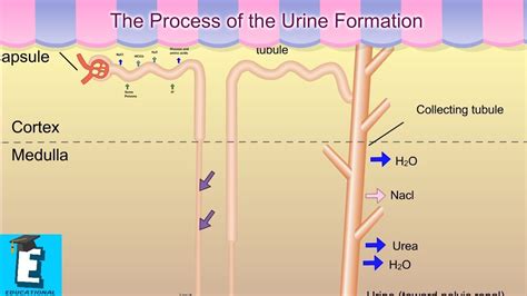 Way To Simplify Urine Formation Process Urine Analysis – Part 2 – Urine Formation, Urine Sample ...