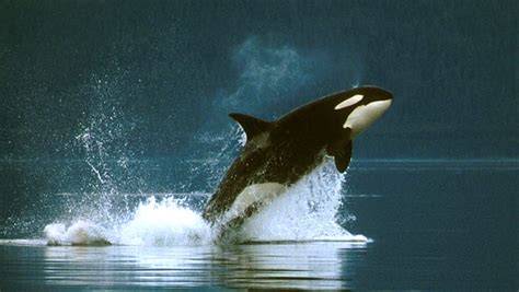 Orca Kayak Tours - Wilderness Adventures