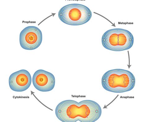 Meiosis Phases And Descriptions