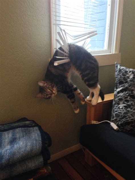 161 Cats Who Immediately Regretted Their Poor Life Choices | Bored Panda